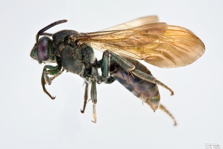 [Melanempis scoliiformis female (lateral/side view) thumbnail]